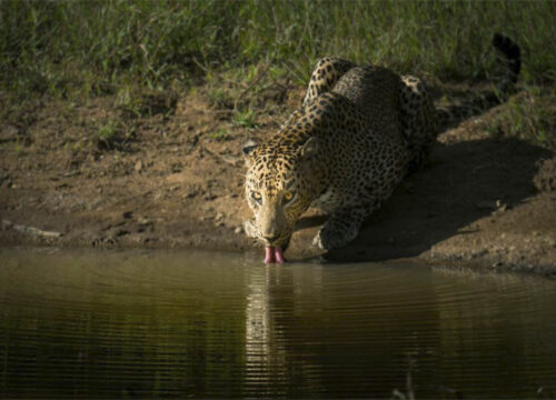 Yala National Park – Private Safari Tour